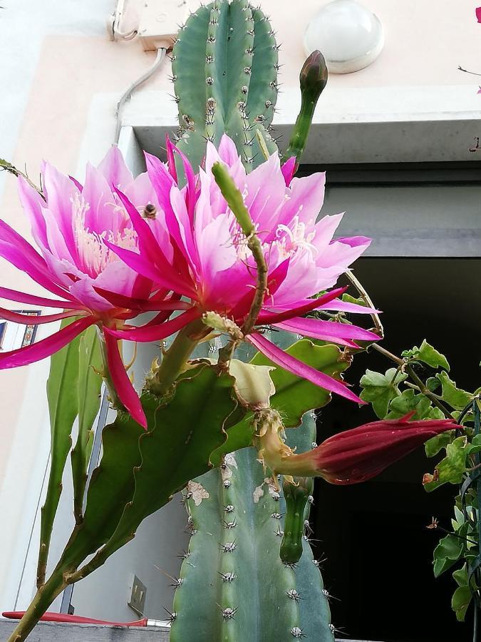 Monolocale Con Giardino E Parcheggio Privato Citra Zero Zero Ottanta Trentuno Lt 0281 Διαμέρισμα Imperia Εξωτερικό φωτογραφία